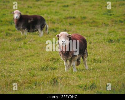 Due pecore montane Herdwick con caratteristici cappotti di colore grigio scuro che pascolano su un campo di erba verde fresca nell'altopiano di Cumbria, Inghilterra, Regno Unito Foto Stock