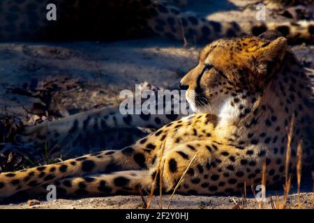 Il ghepardo è un grande gatto originario dell'Africa e dell'Iran centrale. Foto Stock