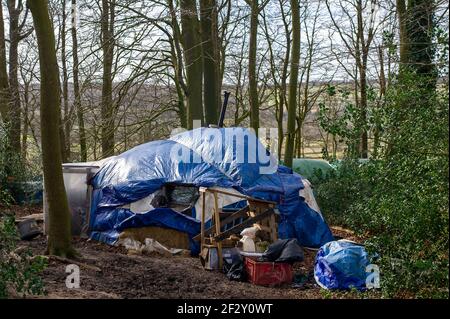 Aylesbury vale, Buckinghamshire, Regno Unito. 12 marzo 2021. Gli attivisti anti HS2 continuano la loro lotta per salvare Jones Hill Wood dalle motoseghe di HS2. I pipistrelli di Barbastelle molto rari sono conosciuti per ruggire nel bosco, tuttavia, HS2 stanno ottenendo pronto per distruggere una grande parte di Jones Hill Wood per la costruzione di un viadotto come parte del collegamento controverso della ferrovia ad alta velocità da Londra a Birmingham. Una squadra di attivisti anti HS2 vive in parte dei boschi per cercare di fermare l'HS2 e la loro distruzione di habitat naturali. Credito: Maureen McLean/Alamy Foto Stock