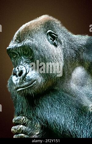 I gorilla di Silverback sono parenti stretti degli esseri umani, che condividono circa il 98% dello stesso DNA. Foto Stock
