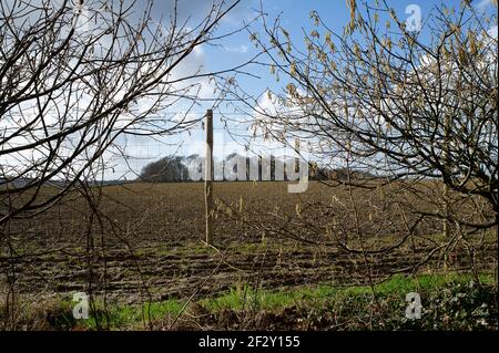 Aylesbury vale, Buckinghamshire, Regno Unito. 12 marzo 2021. Gli attivisti anti HS2 continuano la loro lotta per salvare Jones Hill Wood dalle motoseghe di HS2. I pipistrelli di Barbastelle molto rari sono conosciuti per ruggire nel bosco, tuttavia, HS2 stanno ottenendo pronto per distruggere una grande parte di Jones Hill Wood per la costruzione di un viadotto come parte del collegamento controverso della ferrovia ad alta velocità da Londra a Birmingham. Una squadra di attivisti anti HS2 vive in parte dei boschi per cercare di fermare l'HS2 e la loro distruzione di habitat naturali. Credito: Maureen McLean/Alamy Foto Stock