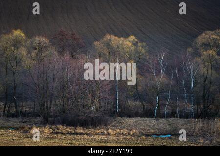 Salici, birch d'argento e ontani in fiore nei campi della regione Turiec, Slovacchia. Foto Stock