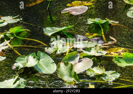 Un giovane coccodrillo americano in acqua sotto le pastiglie di giglio Foto Stock