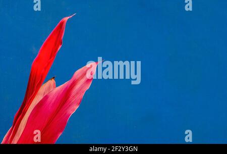 Piante di ti hawaiane (Cordiline minalis) di colore luminoso con sfondo blu Foto Stock