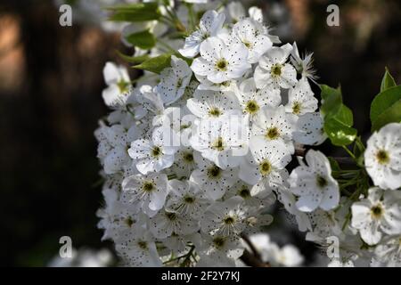 Bradford Pear Blossoms. Foto Stock