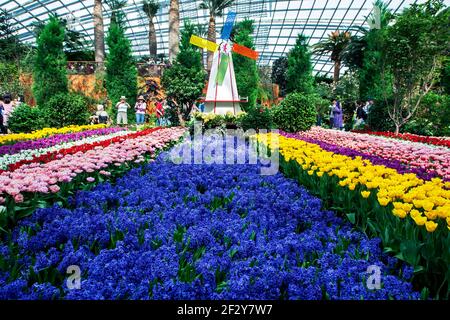 Fiori di Hyacinthe circondati da file di fiori di tulipano ai Giardini della Baia di Singapore. Gardens by the Bay è un parco naturale. Foto Stock