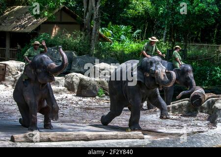 Gli elefanti asiatici si esibiscono durante lo spettacolo degli elefanti allo Zoo di Singapore. Lo Zoo di Singapore si estende su 26 ettari. Foto Stock