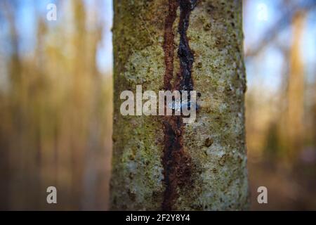 SAP che corre giù un albero con uno sfondo di foresta bokeh Nella Georgia rurale Foto Stock