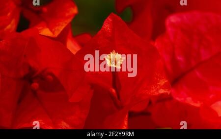 Bougainvillea pistil a fuoco basso, è una pianta di arrampicata che ha fiori sottili, rossi o viola e cresce principalmente in paesi caldi, come l'Indonesia A. Foto Stock