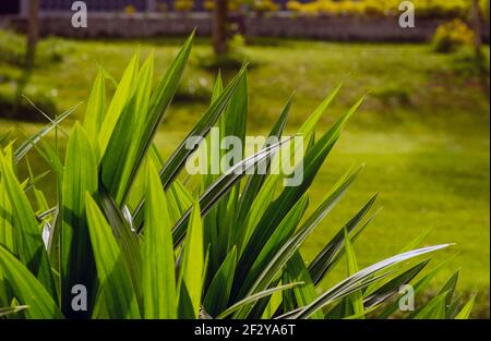 Il Pandanus (Pandanus amaryllimolius), o pino a vite, chiamato anche daun pandan wangi in Indonesia, palma a vite, ha foglie altamente aromatiche che sono pri Foto Stock