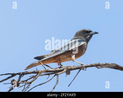 White-browed Woodswallow (Artamus superciliosus) arroccato su una filiale, Queensland, QLD, Australia Foto Stock