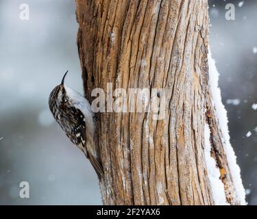 Un superriduttore marrone cerca un pasto durante una nevicata del Wyoming. Foto Stock