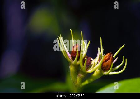 Germogli di fiori di gelsomino essiccati su sfondo scuro fuoco selezionato Foto Stock