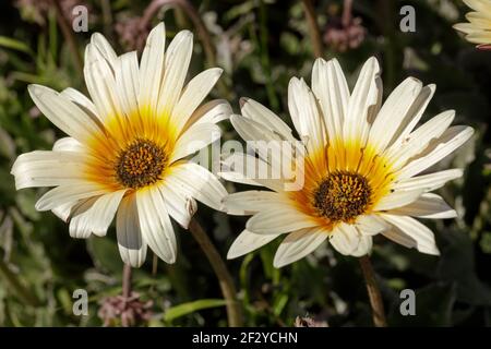 Bianco e giallo Gazania Rigens in fiore Foto Stock