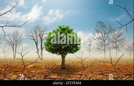 Albero verde solitario in terre desolate secche un concetto per il riscaldamento globale. Foto Stock