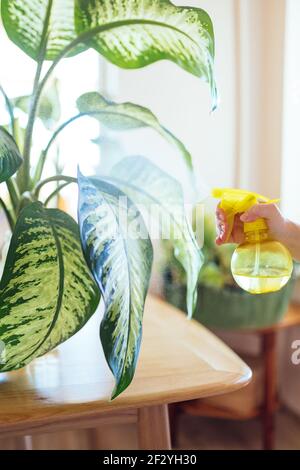 Prendendosi cura dopo una pianta tropicale frondosa grande annaffiando esso con il mister di pianta Foto Stock