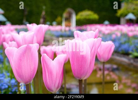 Vista dei tulipani che fioriscono nel Giardino Italiano, Butchart Gardens, Victoria, BC, Canada Foto Stock