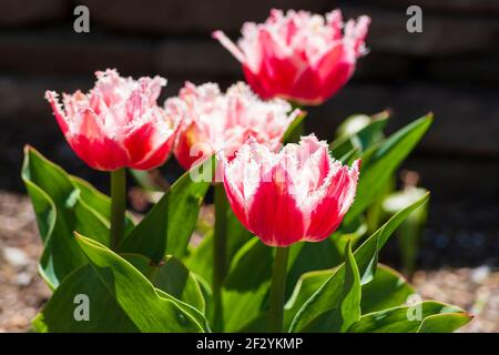 Tulipani in fiore. Fiori rossi-rosini con margini bianchi e frangiati. Tulipa "Canasta" (tulipani frangiflutti). Giardino botanico del New England a Tower Hill, Massachusetts, USA. Foto Stock