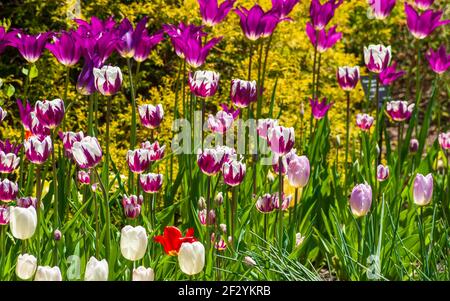 Campo di tulipani: Tulipa «Rem’s Favorite» (Triumph Tulip), Tulipa «Purple Dream» (Tulip fiorito di giglio) e altre cultivar. Giardino botanico del New England. Foto Stock