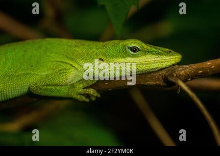 Il verde o carolina anole (Anolis carolinensis) dalla Carolina del Nord negli Stati Uniti. Foto Stock