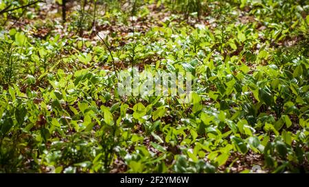 Canada mayflower (Maianthemum canadense). Tappeto di piante sottostanti con nuove foglie primaverili che prendono vita. Giardino botanico del New England a Tower Hill Foto Stock