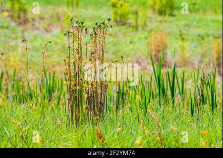 Felce reale americana (Osmunda spectabilis) e narciso (Narciso). Scatti primaverili che prendono vita. Giardino botanico del New England a Tower Hill, Foto Stock