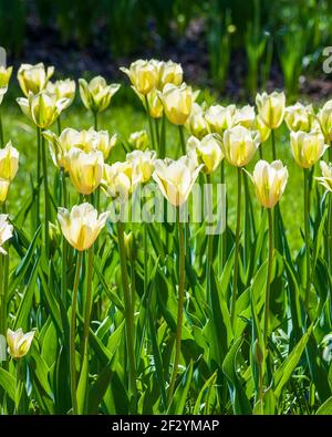 Tulipa «verde primavera» (Viridiflora Tulip) - fiori bianchi avorio con piume verde tenue. Giardino botanico del New England a Tower Hill, Boylston, Massachusetts, USA Foto Stock