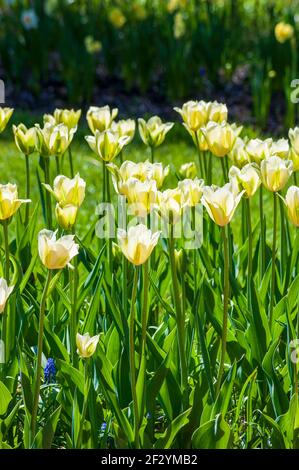 Tulipa «verde primavera» (Viridiflora Tulip) - fiori bianchi avorio con piume verde tenue. Giardino botanico del New England a Tower Hill, Boylston, Massachusetts, USA Foto Stock