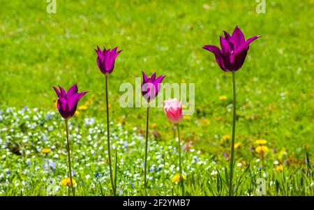 Tulipa "Purple Dream" (Tulipano fiorito di giglio) e Tulipa "Salmon Impression" (Darwin Hybrid Tulip). Fiori viola e rosa su alti steli, vicino a un prato. Foto Stock