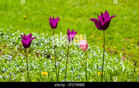 Tulipa "Purple Dream" (Tulipano fiorito di giglio) e Tulipa "Salmon Impression" (Darwin Hybrid Tulip). Fiori viola e rosa su alti steli, vicino a un prato. Foto Stock