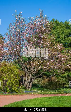 Magnolia x soulangeana (Saucer Magnolia) - piccolo albero con fiori bianchi a forma di calice, ombreggiato di rosa. Giardino botanico del New England a Tower Hill, Massachusetts Foto Stock