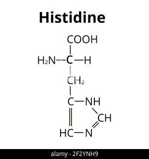 Aminoacido istidina. Formula chimica molecolare aminoacido istidina. Illustrazione vettoriale su sfondo isolato Illustrazione Vettoriale