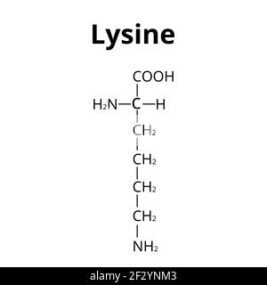Aminoacido lisina. Formula chimica molecolare la lisina è un amminoacido. Illustrazione vettoriale su sfondo isolato Illustrazione Vettoriale