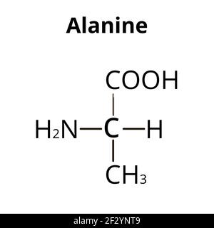 L'alanina è un amminoacido. Formula chimica molecolare alanina aminoacido. Illustrazione vettoriale su sfondo isolato Illustrazione Vettoriale