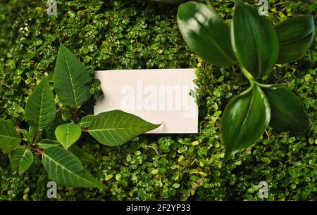 Scheda di nota vuota con piante verdi che creano una cornice con spazio di copia per il testo Foto Stock