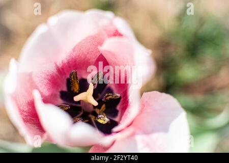 Sfondo floreale di una foto ariosa di un tulipano, fotografata dall'alto con messa a fuoco superficiale sulla stampa del fiore. Foto Stock