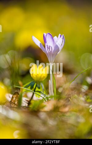 Close-up of a wild crocus (Crocus tommasiniánus), growing in a meadow with others and winterlings, winter aconite, (Eranthis hyemalis). Foto Stock