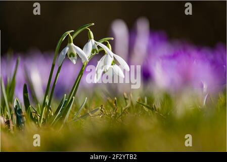 Primo piano di un mazzo di nevicate (Galanthus nivalis), che crescono in un prato con croci selvaggi porpora (Crocus tommasiniánus). Foto Stock