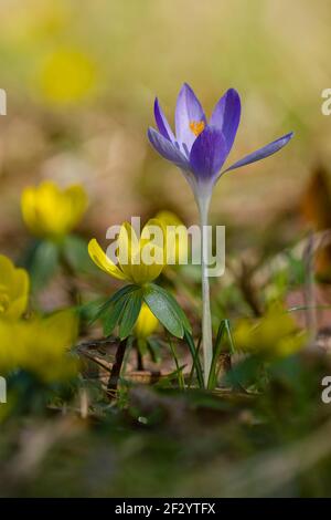 Primo piano di un crocus selvatico (Crocus tommasiniánus), che cresce in un prato con altri e interlings, aconite invernale, (Eranthis hyemalis). Foto Stock