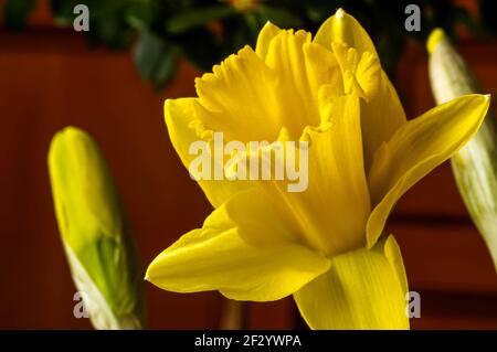 Tromba gialla di Narcissus,daffodil,(Narcissus pseudonarciss),fiore a campana,macro,foglie lunghe,pianta ornamentale,fondo pavimento Foto Stock