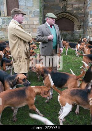 Il Excercising Percy foxhounds suoneria. Foto Stock