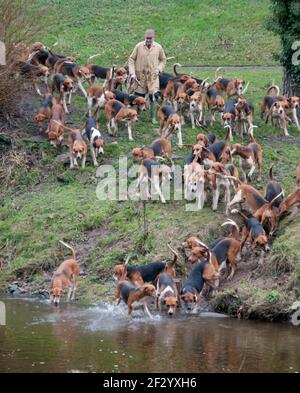 Il Excercising Percy foxhounds suoneria. Foto Stock