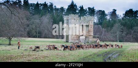 Il Excercising Percy foxhounds suoneria. Foto Stock