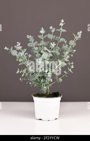 Pianta di eucalipto piccola in vaso di fiori su tavola bianca dentro parte anteriore della parete grigia Foto Stock