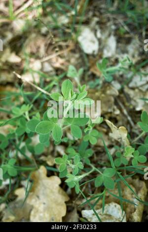 Cytisus hirsutus pianta in fiore Foto Stock