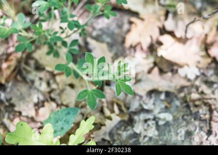 Cytisus hirsutus pianta in fiore Foto Stock