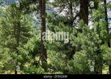 Pinus cembra sempreverde in Svizzera Foto Stock