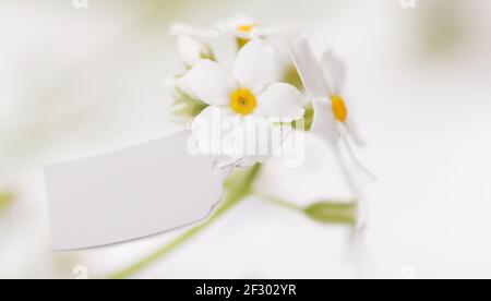 Etichetta bianca con delicati fiori bianchi Foto Stock