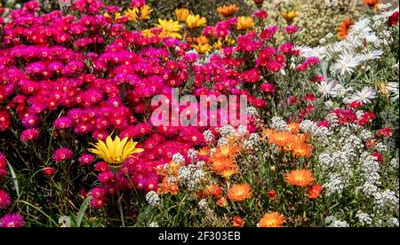 Mesembryanthemum Pigface Orange, Pig viso rosa caldo (Lampranthus glaucus). Mix di fiori di copertura australiana brillante. Rosa, arancione, bianco, giallo. Foto Stock