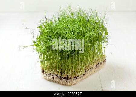 germogli di piselli in crescita su uno sfondo di legno da vicino. microgrede, alimentazione sana Foto Stock